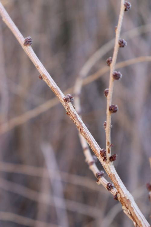 Free stock photo of beauty, branches, nature Stock Photo