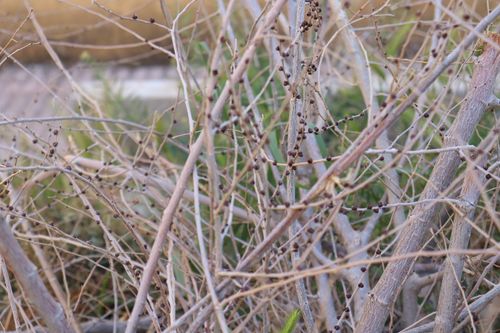 Free stock photo of beauty, branches, nature Stock Photo