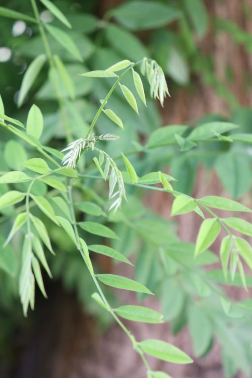 Free stock photo of beauty, green, leaves Stock Photo