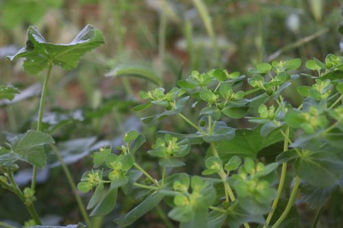 Free stock photo of beauty, green, leaves Stock Photo