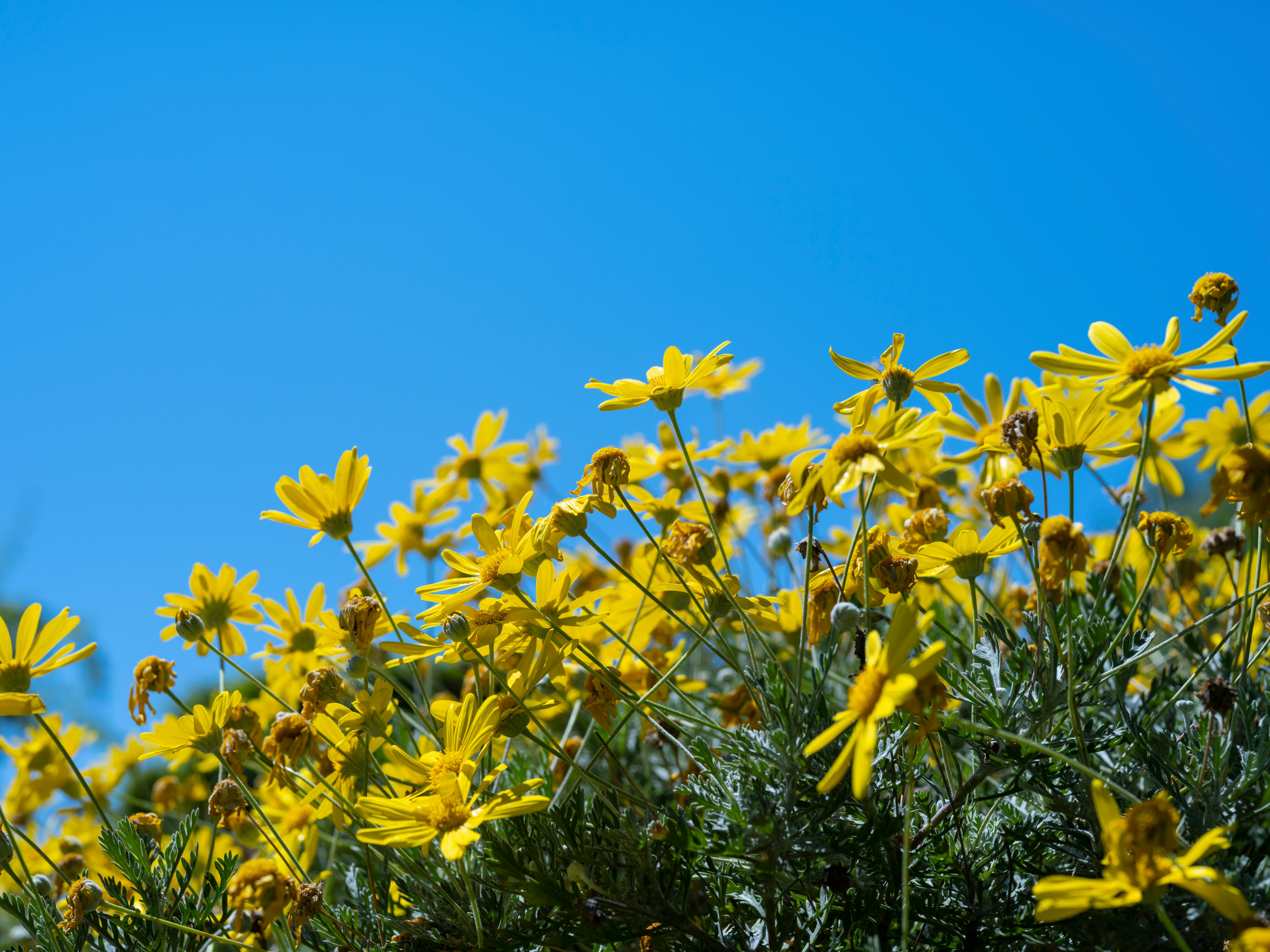 Flor silvestre da Califórnia pode proteger outras plantas do calor extremo
