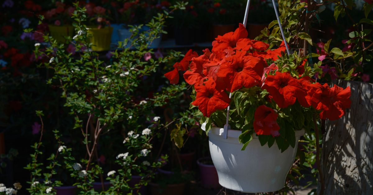 Cómo iniciar un jardín en casa: pasos esenciales