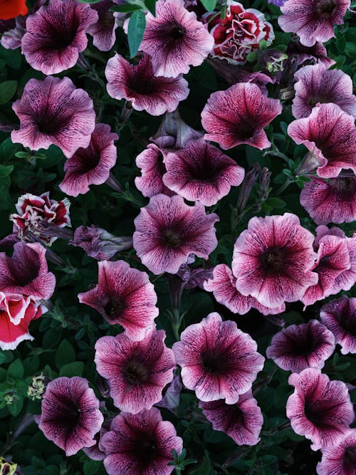 Close-up of Petunia Flowers 