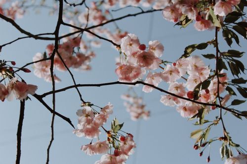 Free Pink cherry blossoms in full bloom against a vibrant blue sky capture the essence of spring. Stock Photo