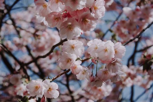 Free Close-up of cherry blossoms with delicate petals in spring sunlight, signifying renewal. Stock Photo