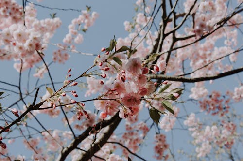 가지, 봄, 분홍색 꽃의 무료 스톡 사진