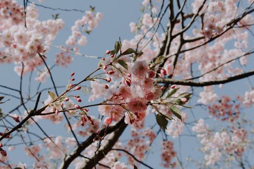 Free Close-up view of pink cherry blossoms on branches under a clear blue sky, representing spring. Stock Photo