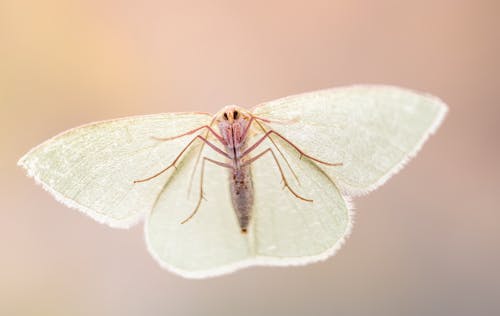 Close up of Moth