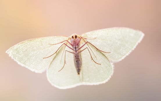 Close up of Moth