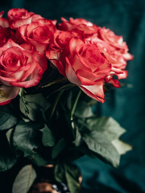Free Close-up of red roses with a rich green background, embodying elegance and freshness. Stock Photo