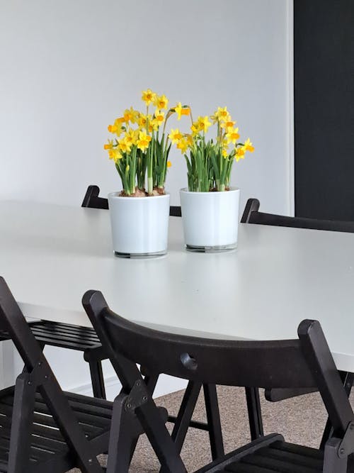 Potted Daffodils on a Table in a Dining Room 