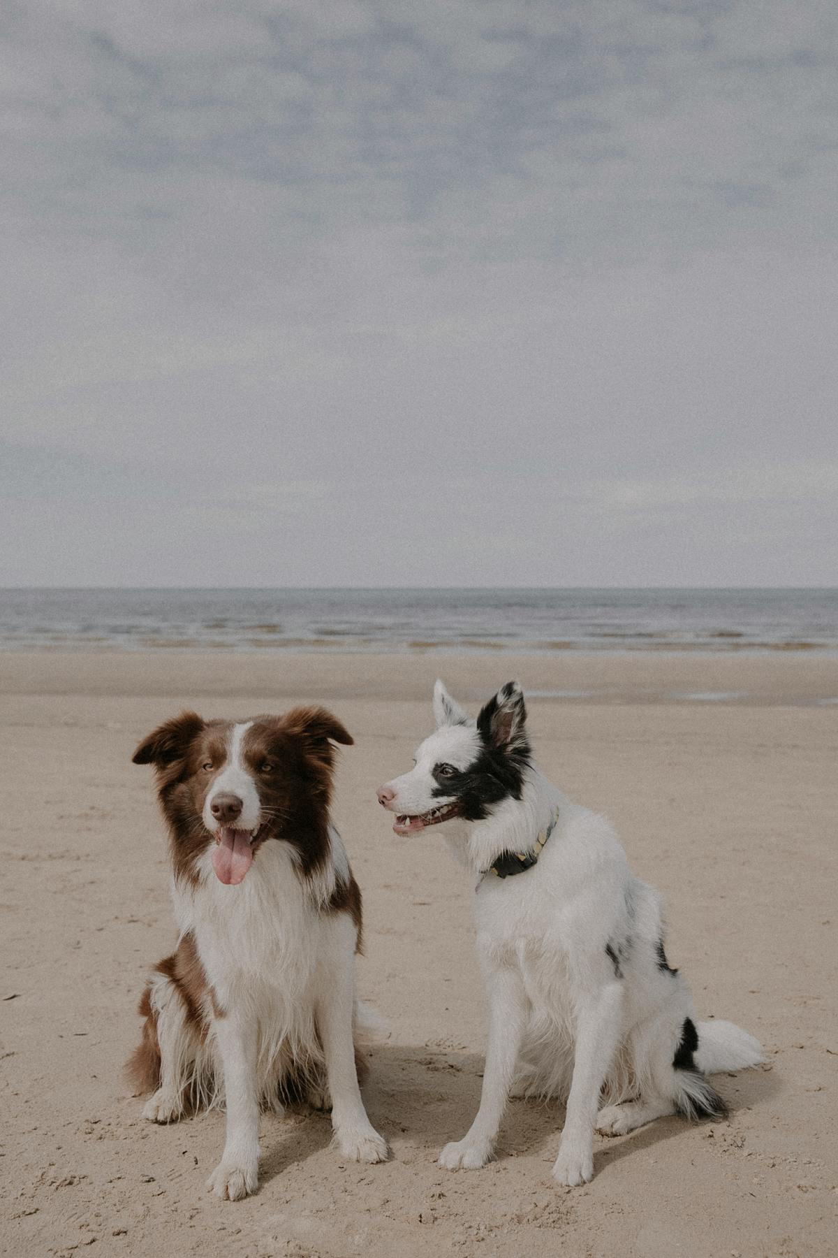 Dogs Vertical Photos, Download The BEST Free Dogs Vertical Stock Photos ...