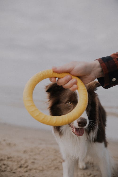 Man Holding a Dog Toy in front of his Pet 