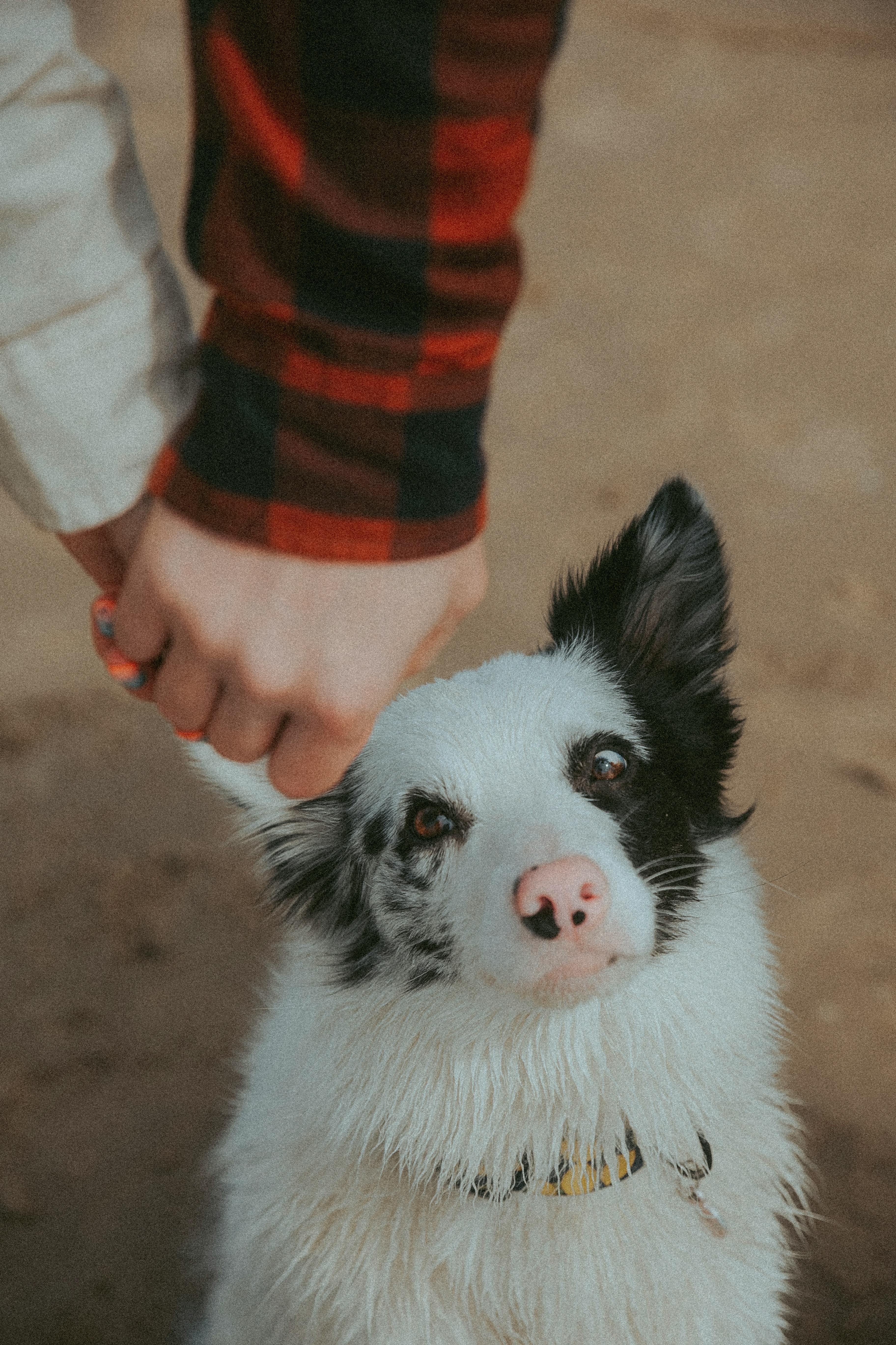 Why Do Dogs Have Wet Noses? Discover The Fascinating Reasons! 5 Curious Canines: The Connection Between Wet Noses and Dog Behavior