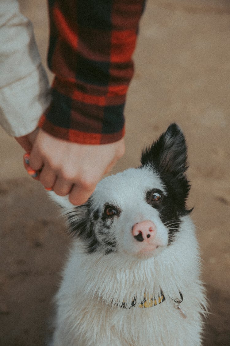 Funny Border Collie Dog Looking Curiously At A Child And Parent