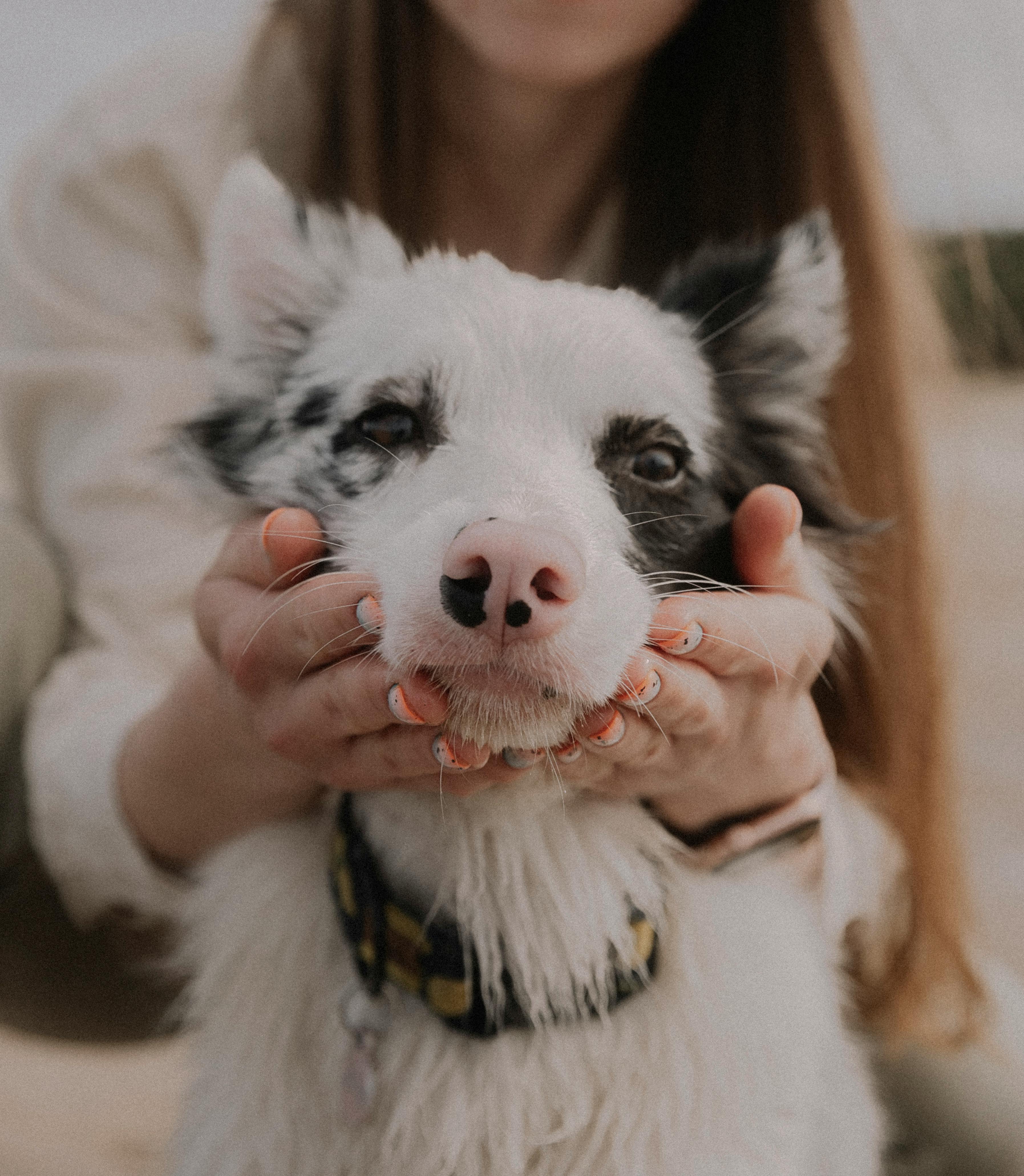 A woman gently holding the muzzle of a Border Collie dog, creating a tender moment outdoors.