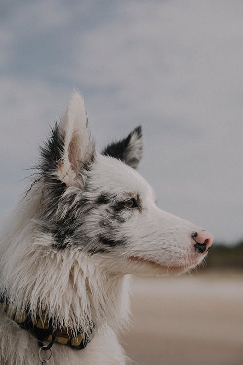 Close-up of a Black and White Border Collie