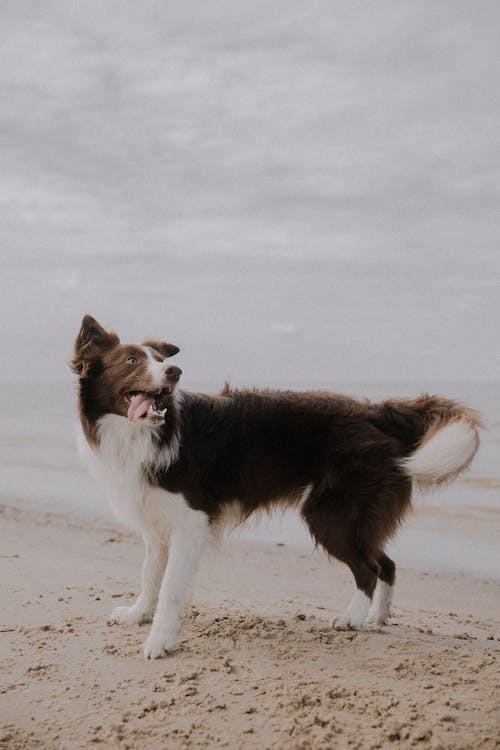 개, 동물, 모래의 무료 스톡 사진