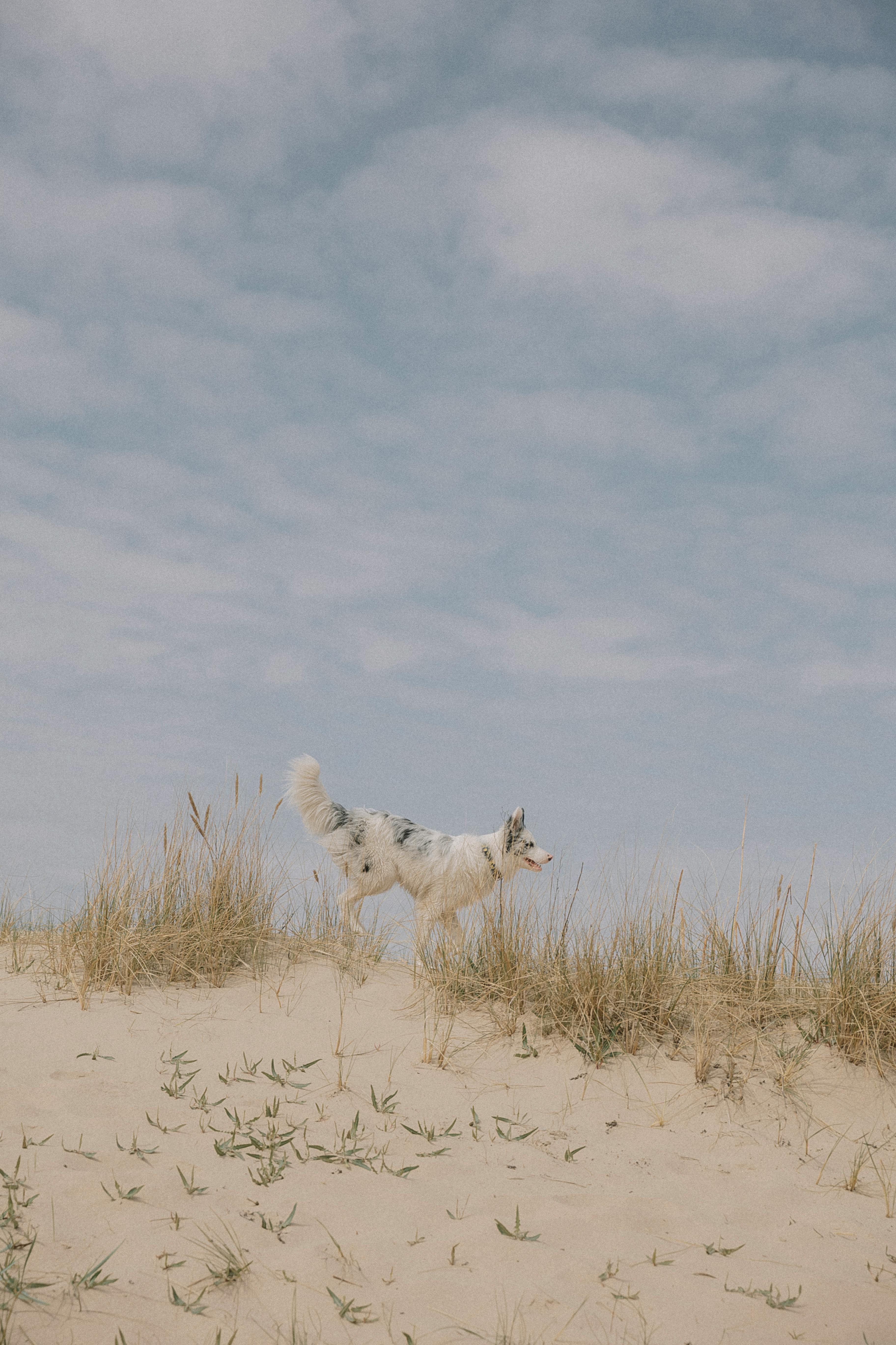 a dog running on a sand hill