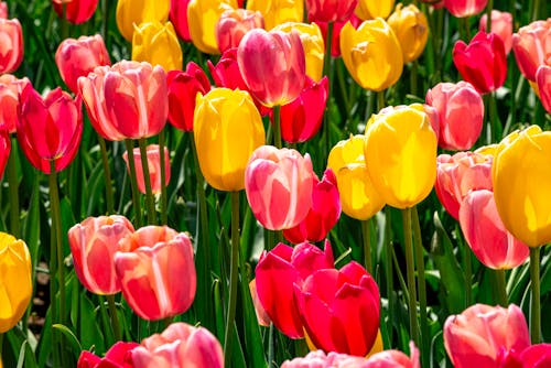 Close up of Colorful Tulips