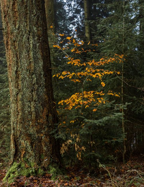 Moody Forest Scene with Vibrant Autumn Foliage · Free Stock Photo