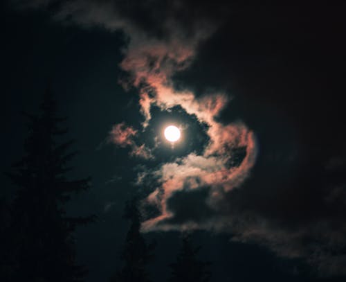 Foto d'estoc gratuïta de bosc, cel nocturn, llum de la lluna