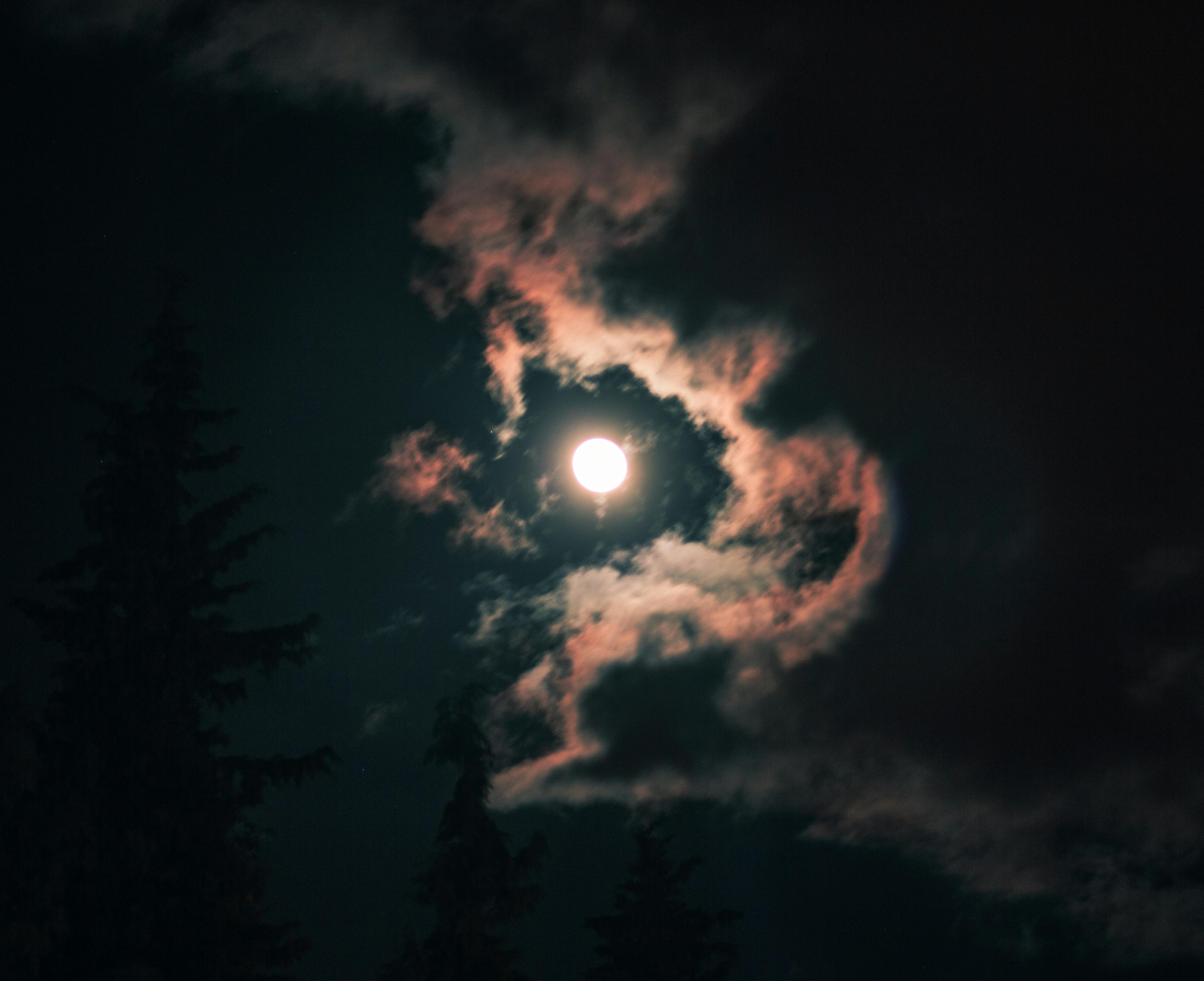 Free stock photo of forest, full moon, honeymoon