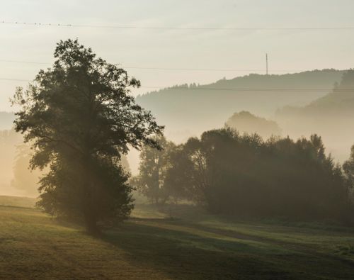 Free A serene morning landscape featuring fog and trees in Birkenau, Germany. Stock Photo