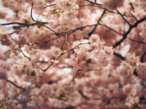 Бесплатное стоковое фото с весна, ветви, висячий
