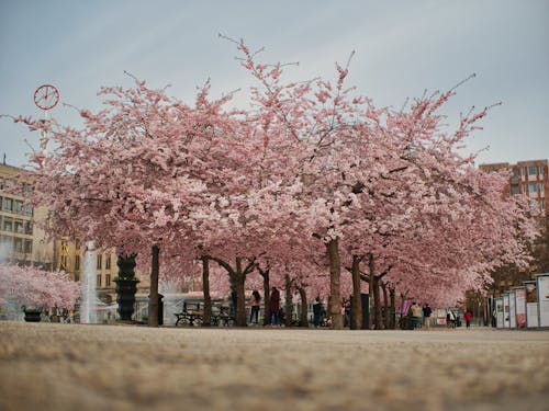 View of Cherry Blossoms in a City 