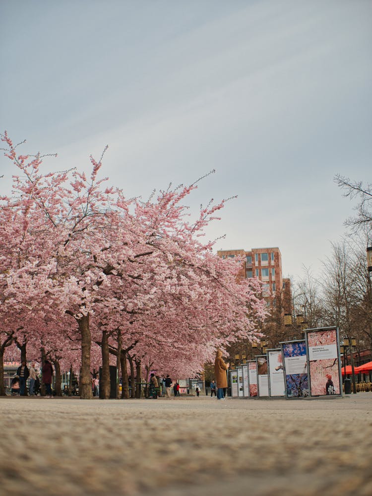 Pink Cherry Trees In Park