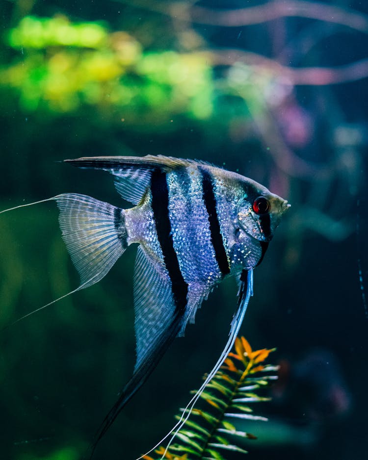 Closeup Of A Blue Striped Fish In An Aquarium