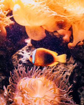 A vivid clownfish swimming amidst colorful coral in a sunlit ocean scene.