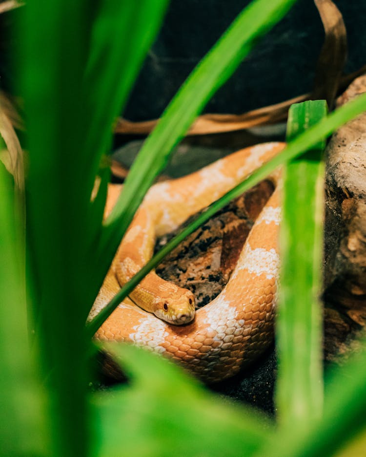 Snake Coiling In Grass