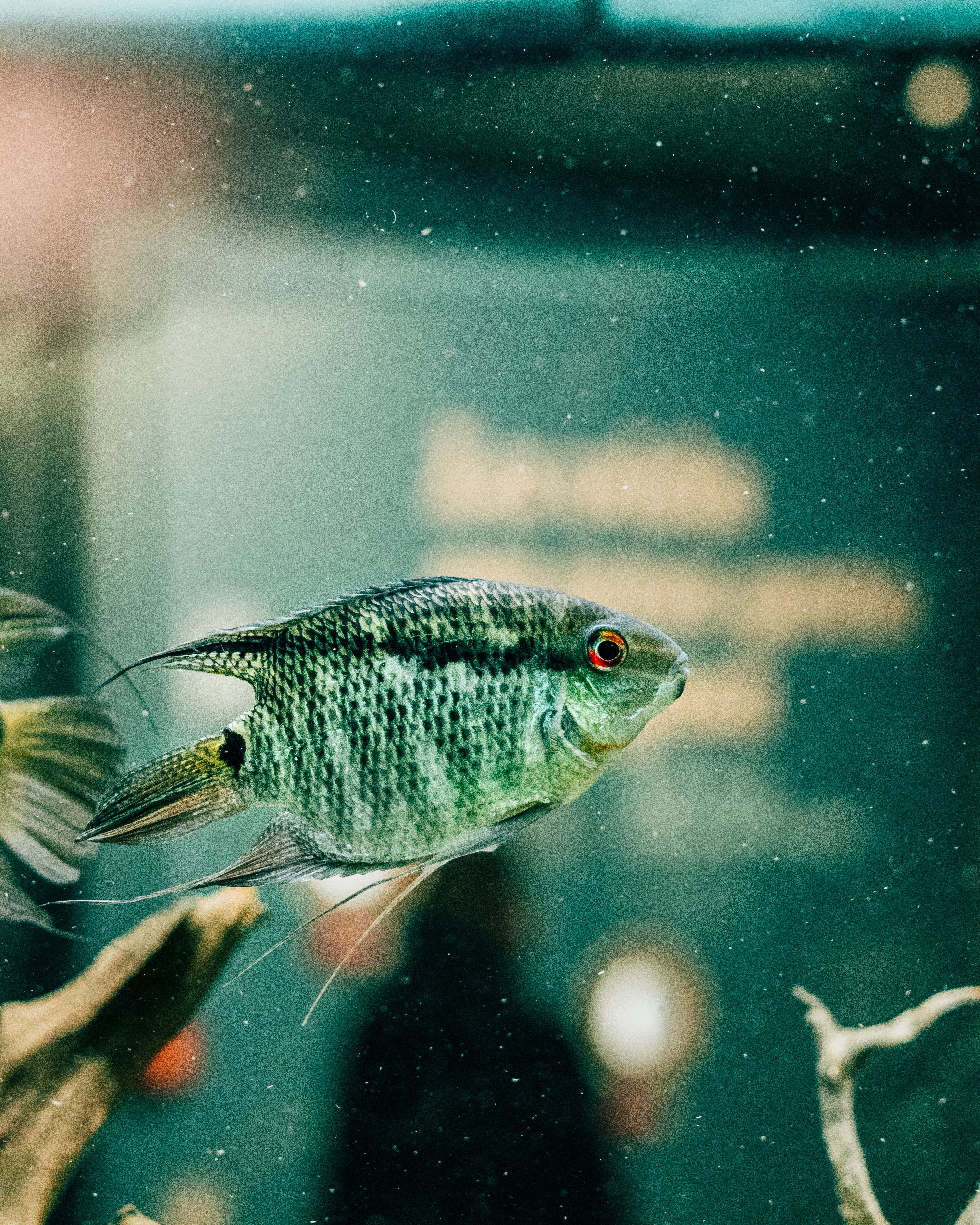 Close-up of a vibrant angelfish swimming in a serene aquarium setting.