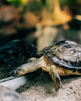 A detailed close-up shot of a tortoise in a natural-looking enclosure, showcasing its textured shell.
