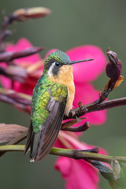 A Hummingbird on a Branch 