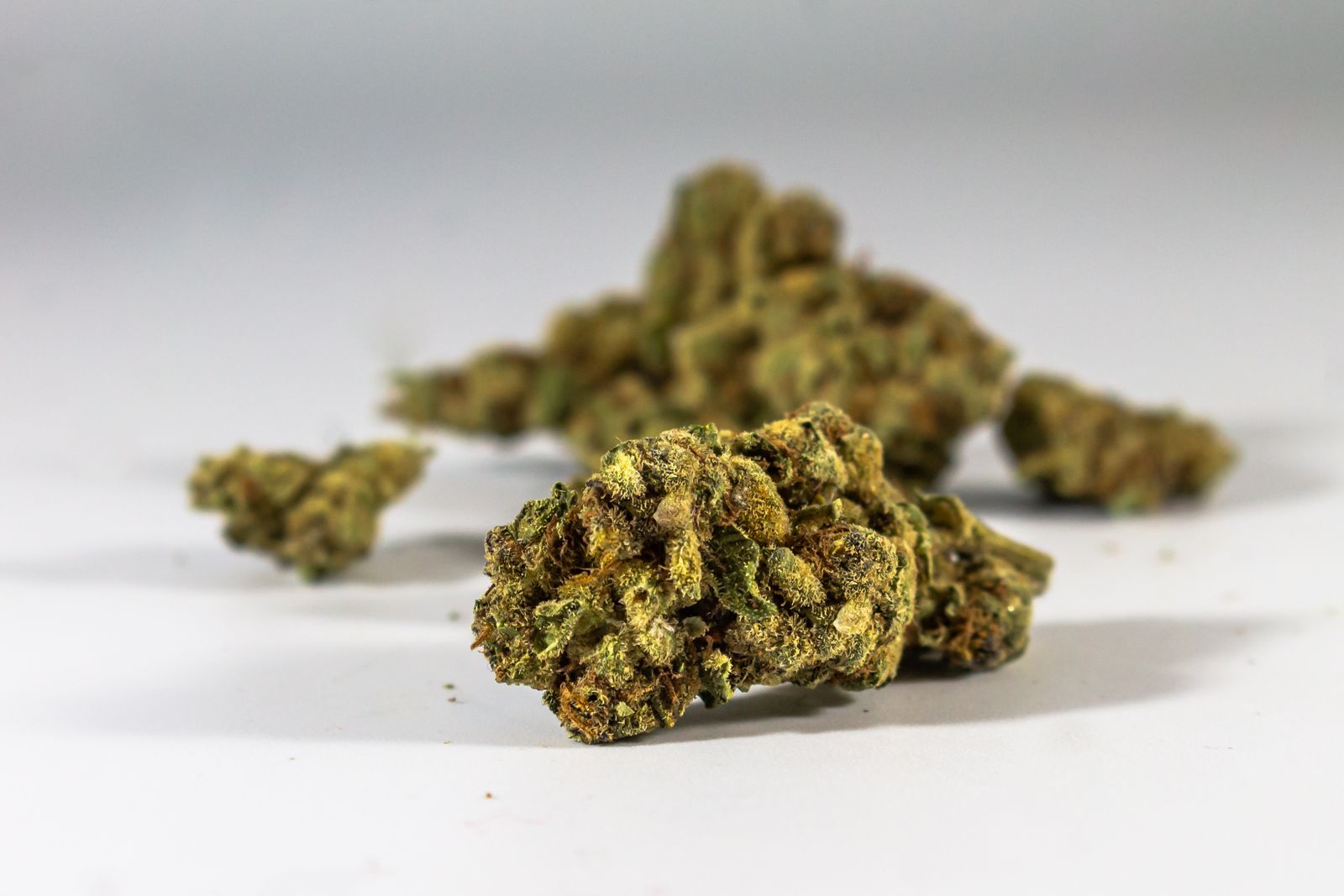 Cannabis Terms Explained: Vocabulary For New Growers