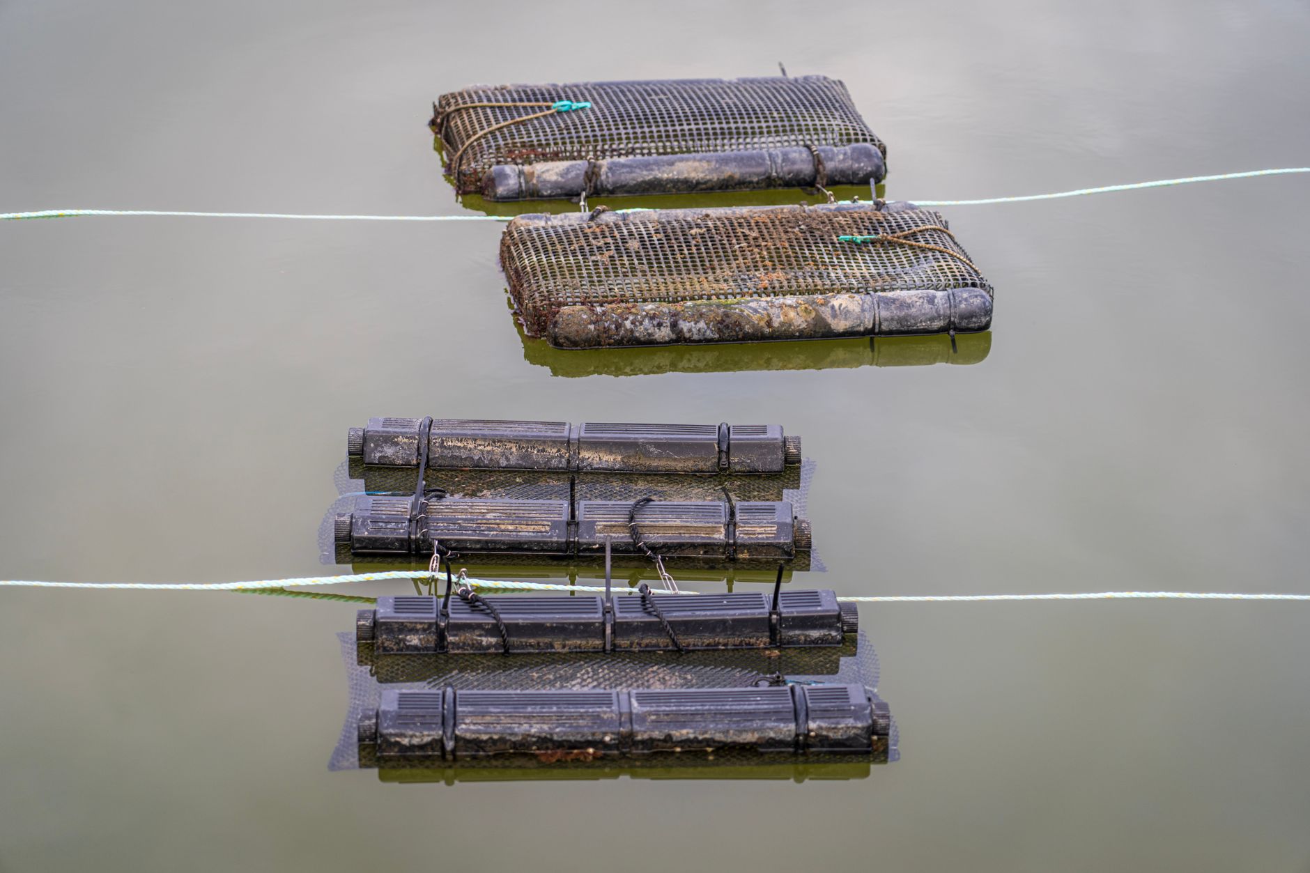 Aerial shot showcasing oyster farming equipment floating on calm water surface.