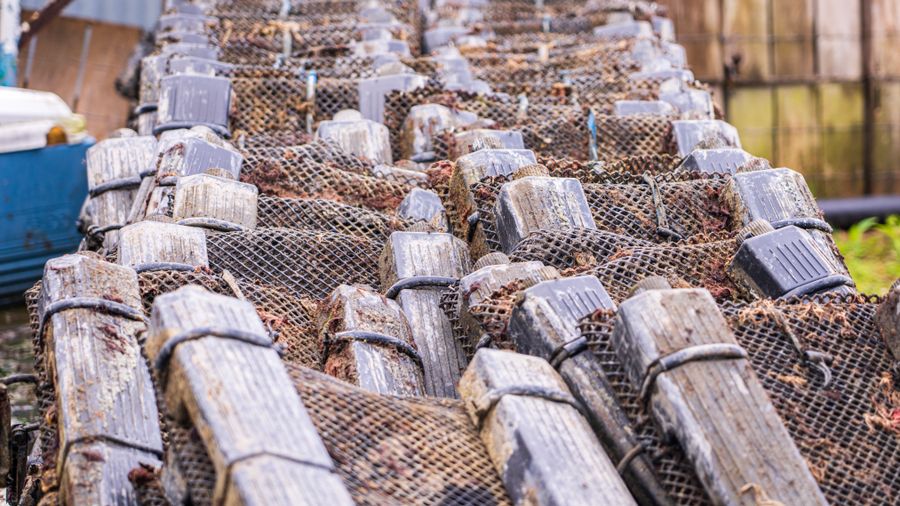 Fishing License Traps: What No One Mentions at the Counter
