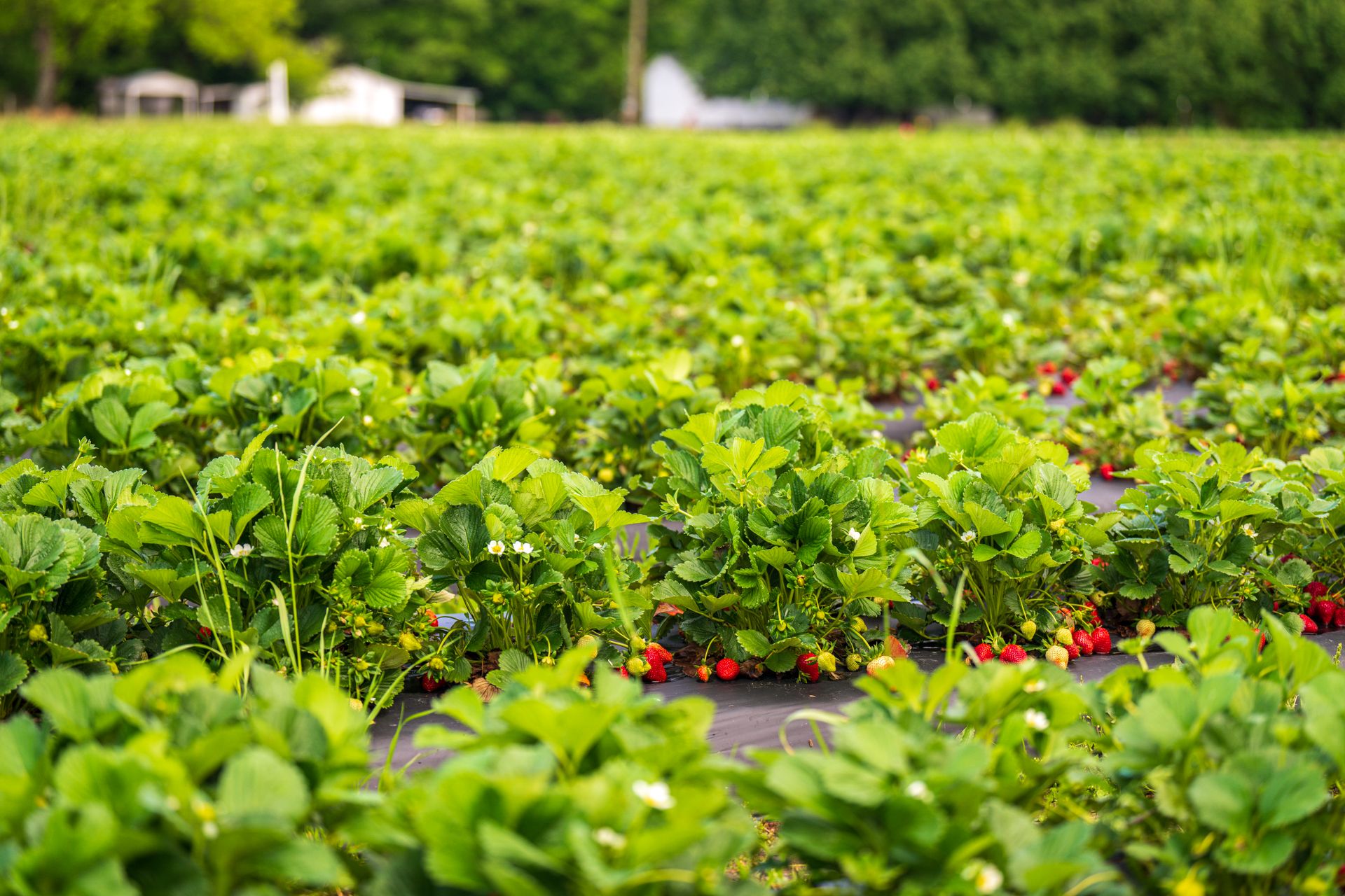 A vibrant strawberry farm with lush green plants and ripe fruit ready for harvest.