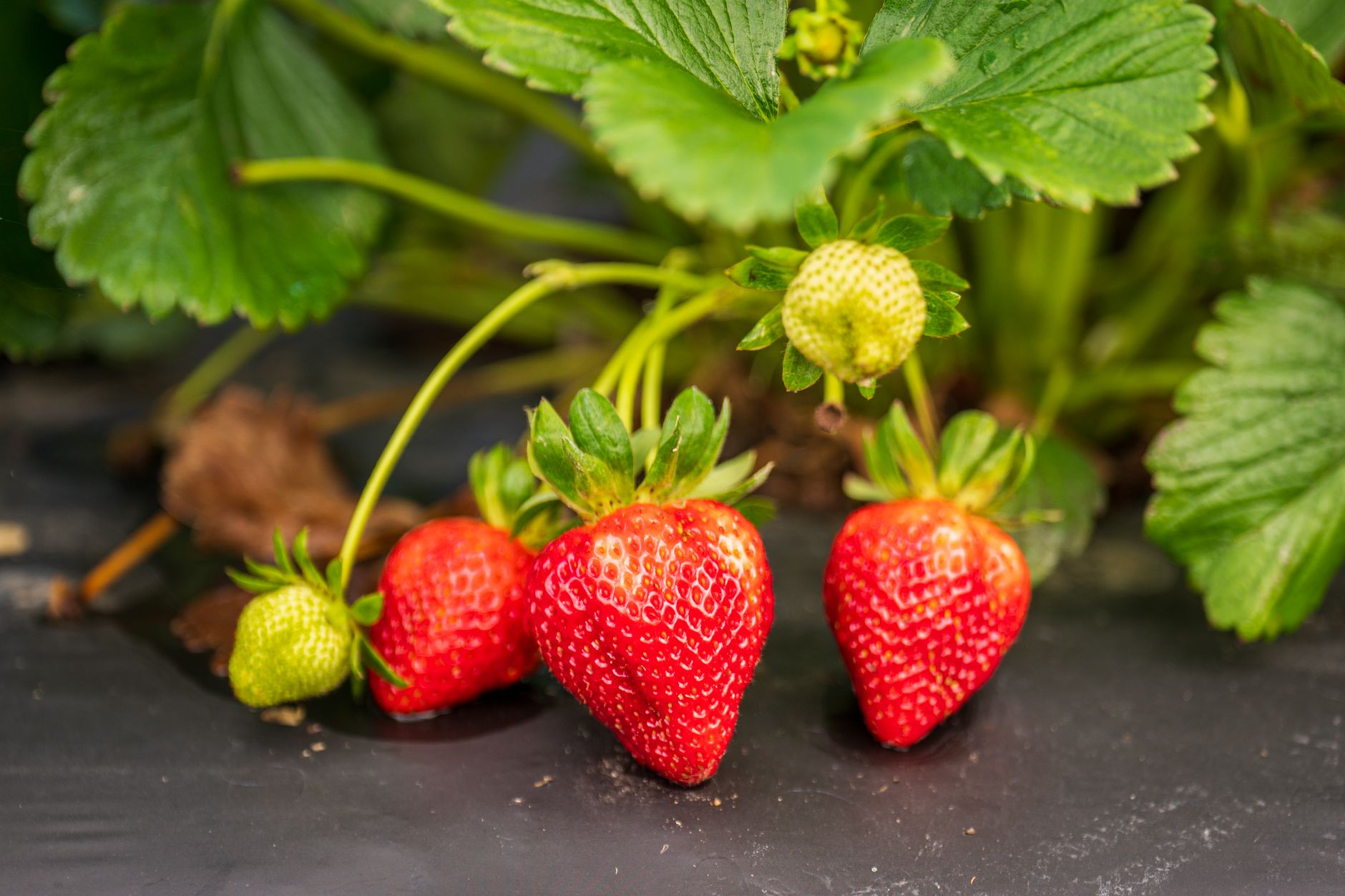 Close-up of ripe and unripe strawberries hanging on a plant, vibrant and juicy.