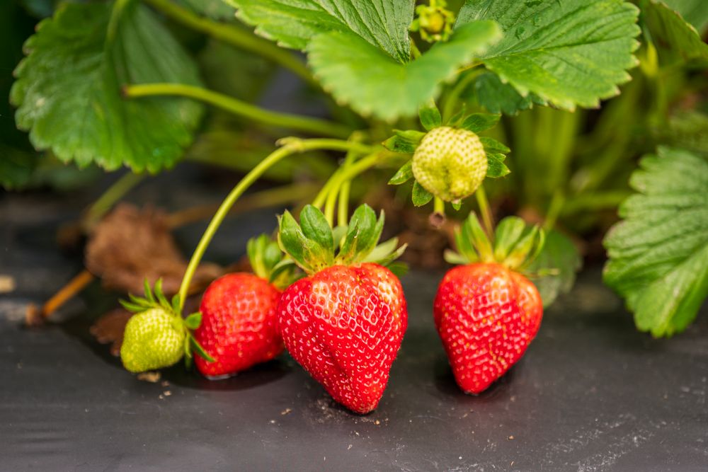 Ripe and unripe strawberries hanging on the plant