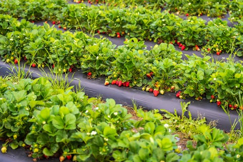 Strawberry Beds in Garden