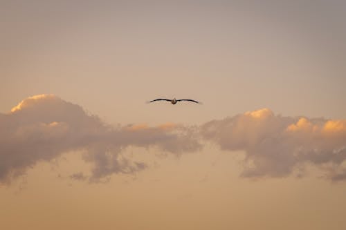 Bird Flying in Sunset Sky