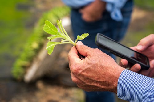 Hand Holding Piece of Plant