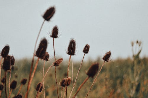 Foto d'estoc gratuïta de enfocament selectiu, flors, natura