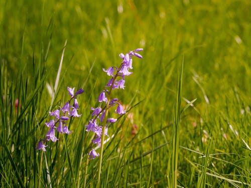 Close-up of Wild Hyacinths on a Meadow 