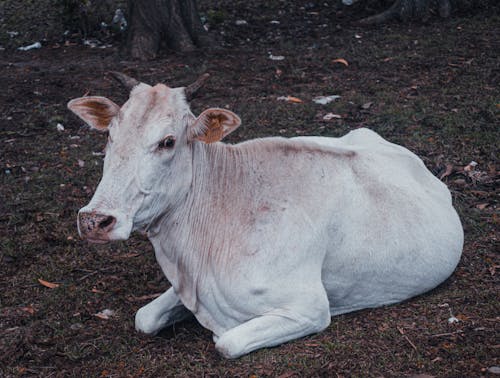 Бесплатное стоковое фото с белая корова, за городом, земля