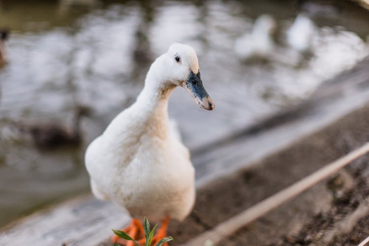 White Duck Standing By Water